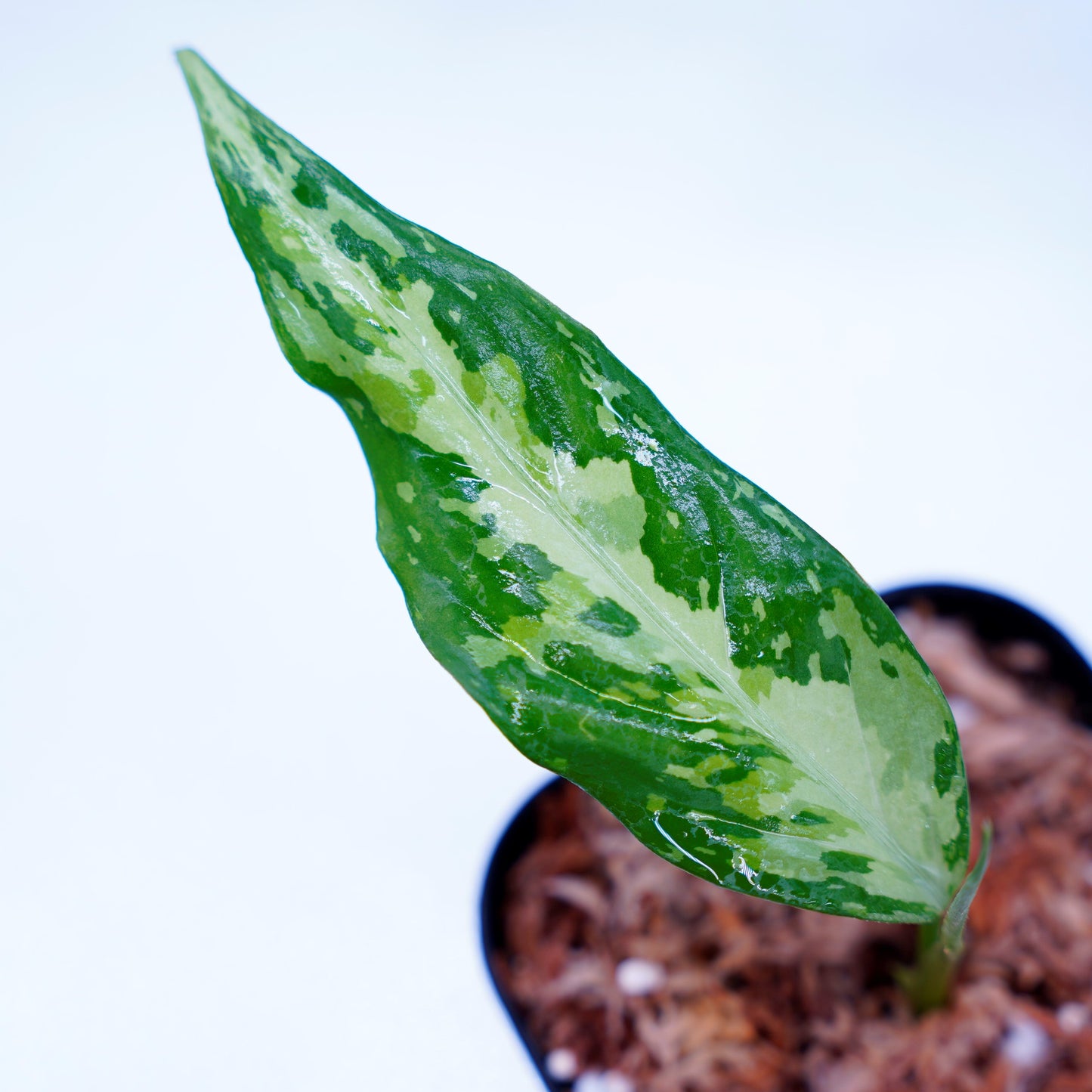 <LA便>Aglaonema Pictum Tricolor【LA0819-01b】