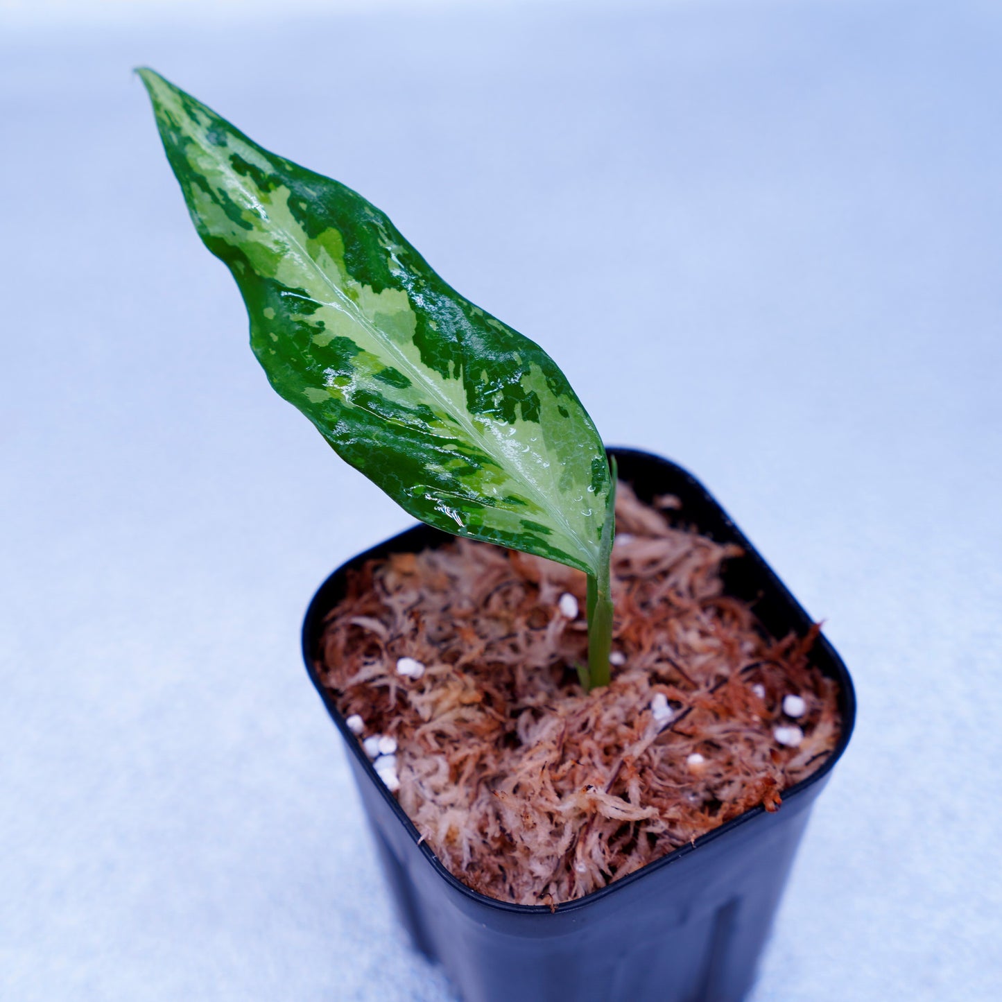 <LA便>Aglaonema Pictum Tricolor【LA0819-01b】