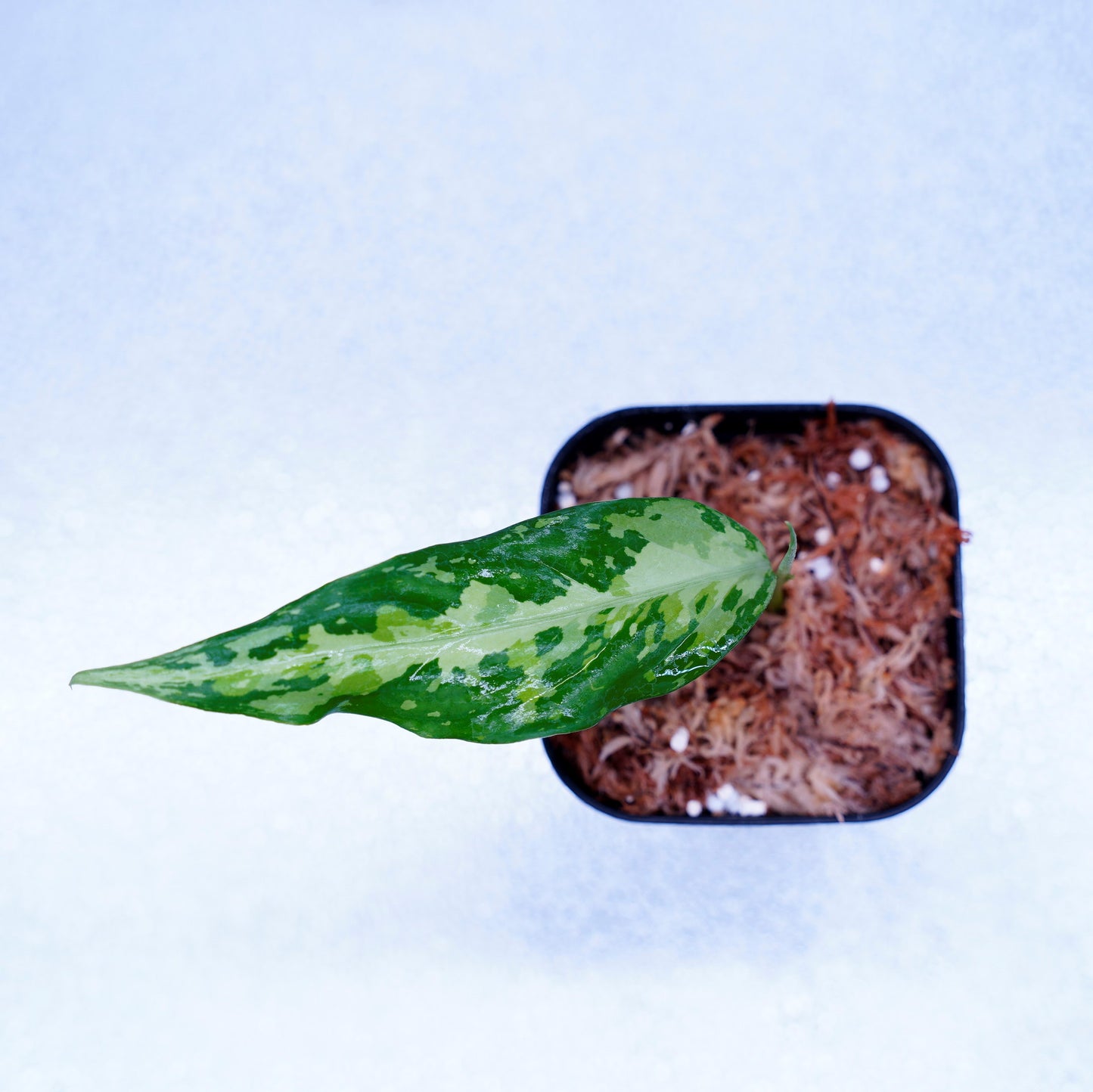 <LA便>Aglaonema Pictum Tricolor【LA0819-01b】