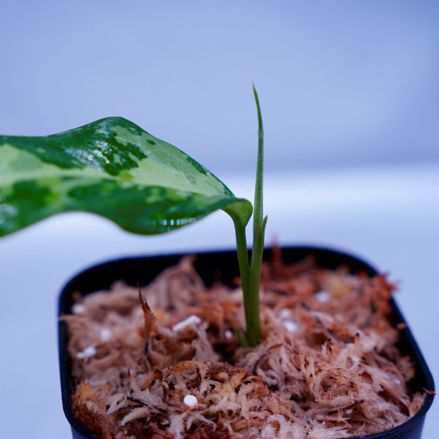 <LA便>Aglaonema Pictum Tricolor【LA0819-01b】