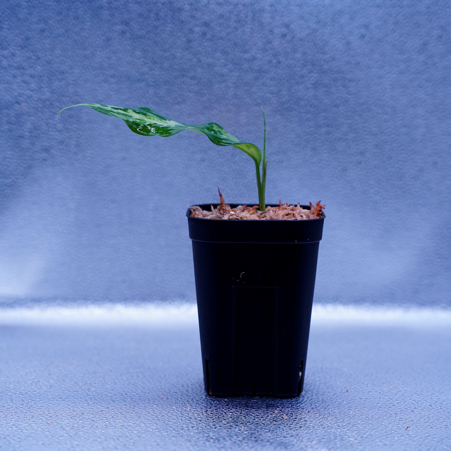 <LA便>Aglaonema Pictum Tricolor【LA0819-01b】