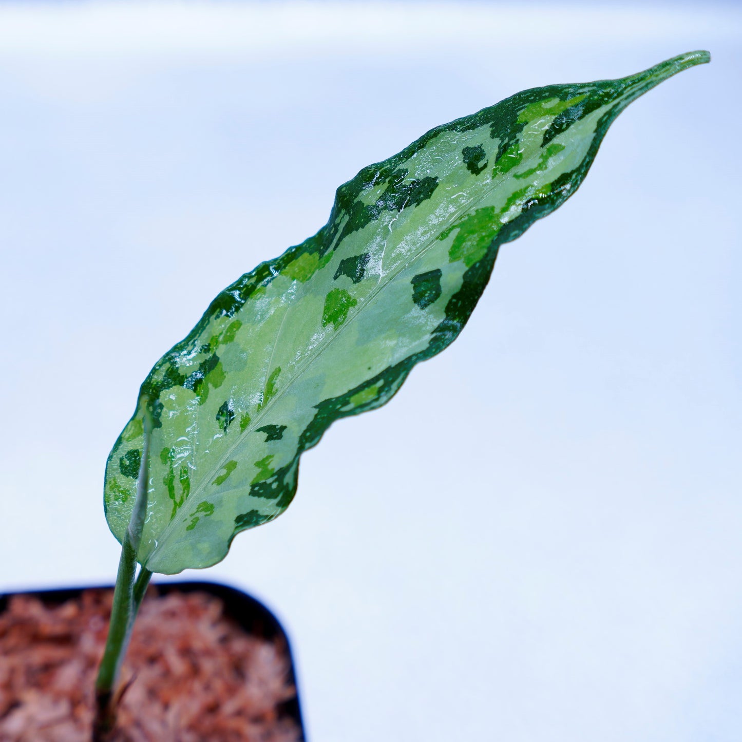 <TZ便>Aglaonema Pictum Aceh Tricolor【T-021019-b-4】