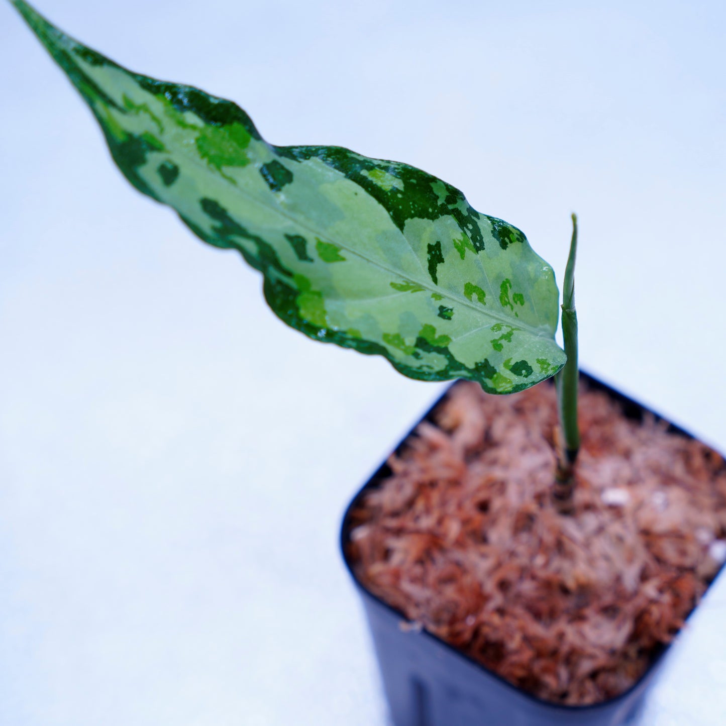 <TZ便>Aglaonema Pictum Aceh Tricolor【T-021019-b-4】