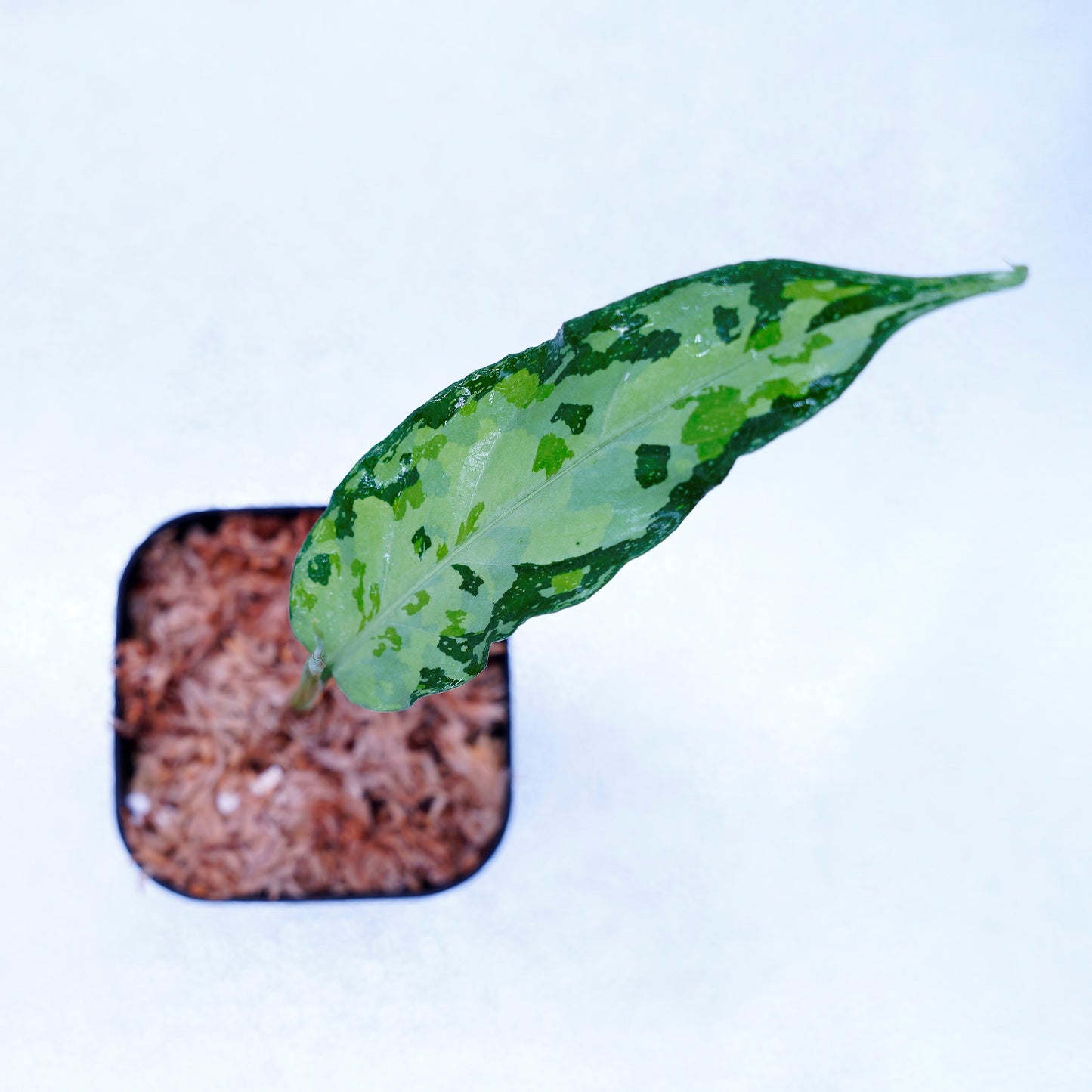 <TZ便>Aglaonema Pictum Aceh Tricolor【T-021019-b-4】