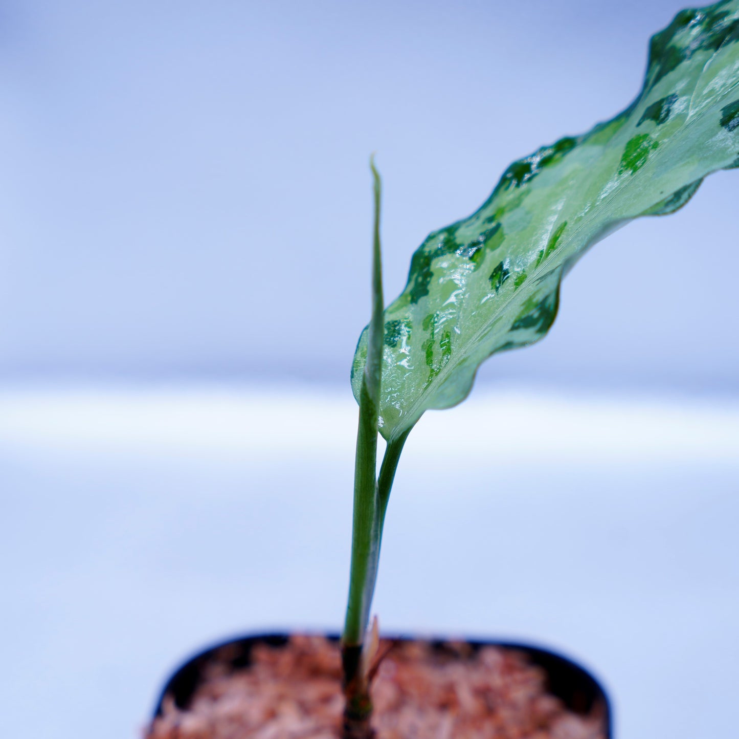 <TZ便>Aglaonema Pictum Aceh Tricolor【T-021019-b-4】