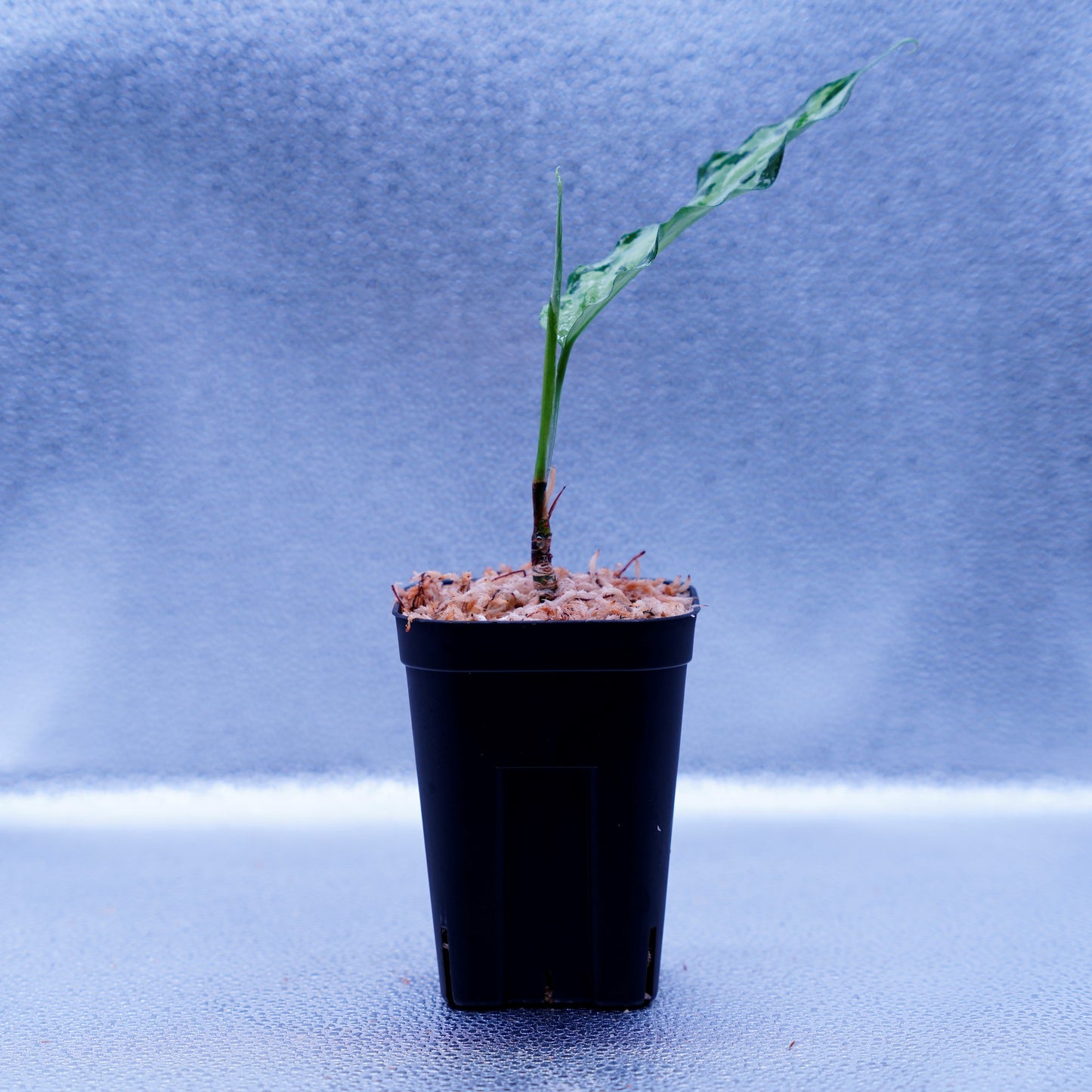 <TZ便>Aglaonema Pictum Aceh Tricolor【T-021019-b-4】