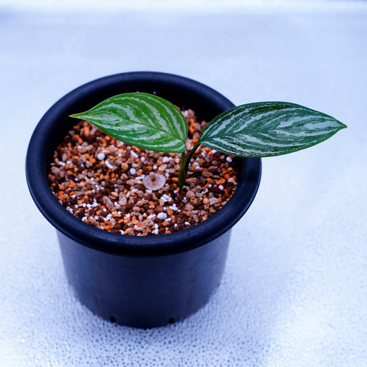 <カーティシー>Aglaonema Nitidum “Curtisii” UND220604