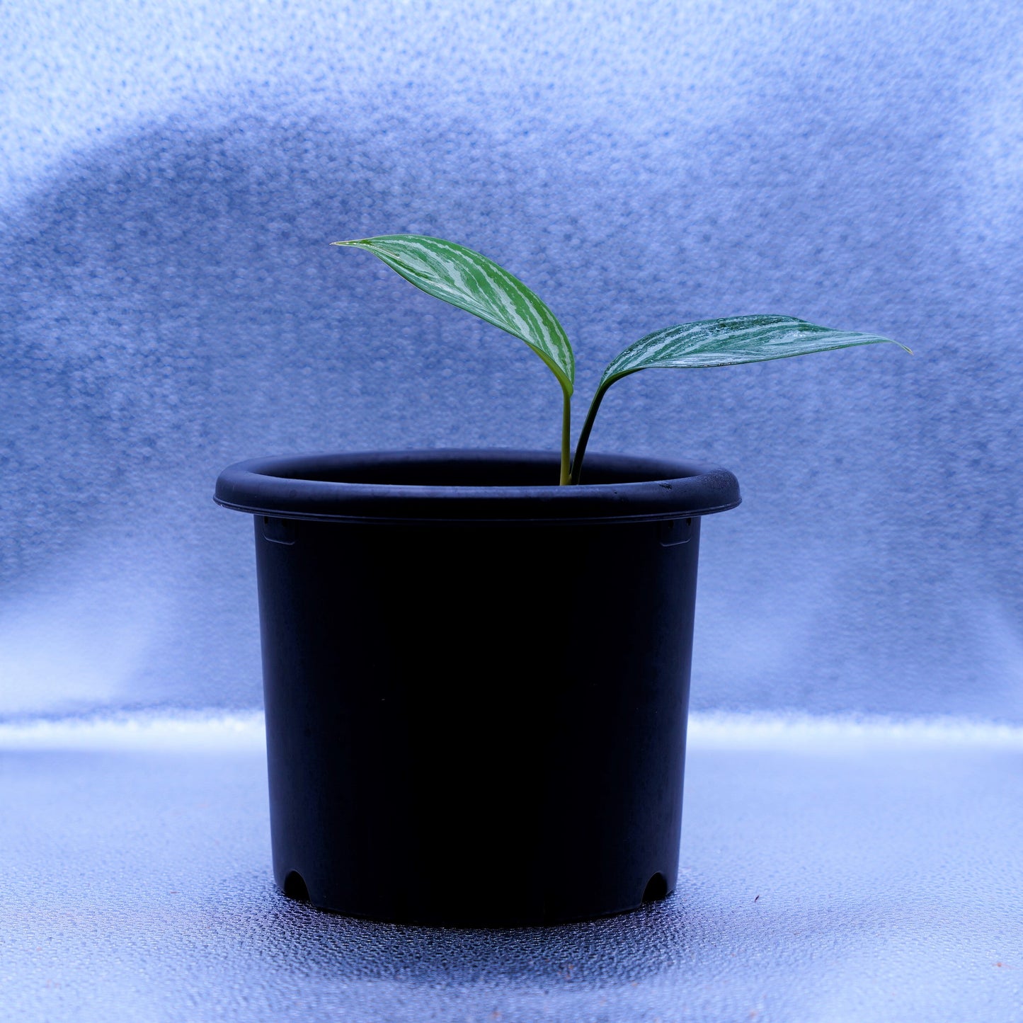 <カーティシー>Aglaonema Nitidum “Curtisii” UND220604