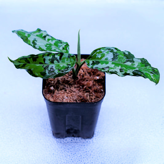 <出射便>Aglaonema Pictum Tricolor “Andaman” Port Blair