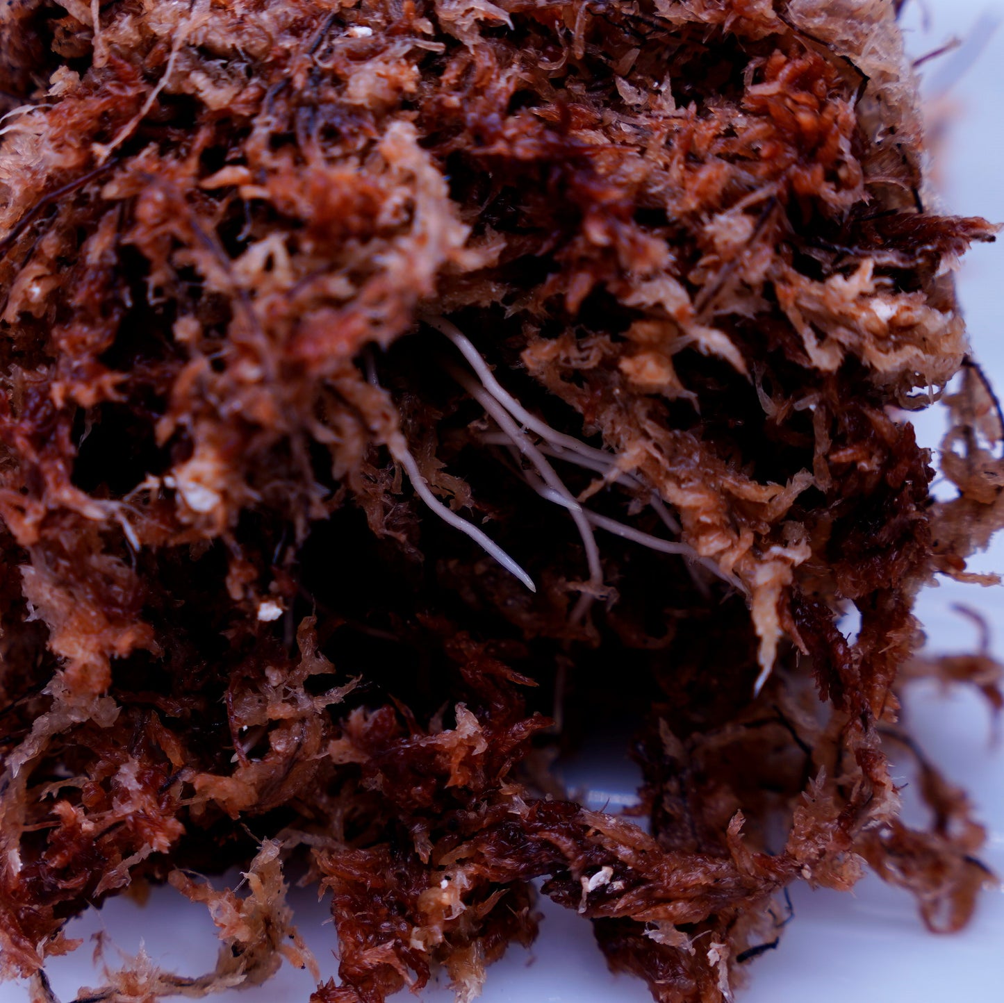 <出射便>Aglaonema Pictum Tricolor “Andaman” Port Blair