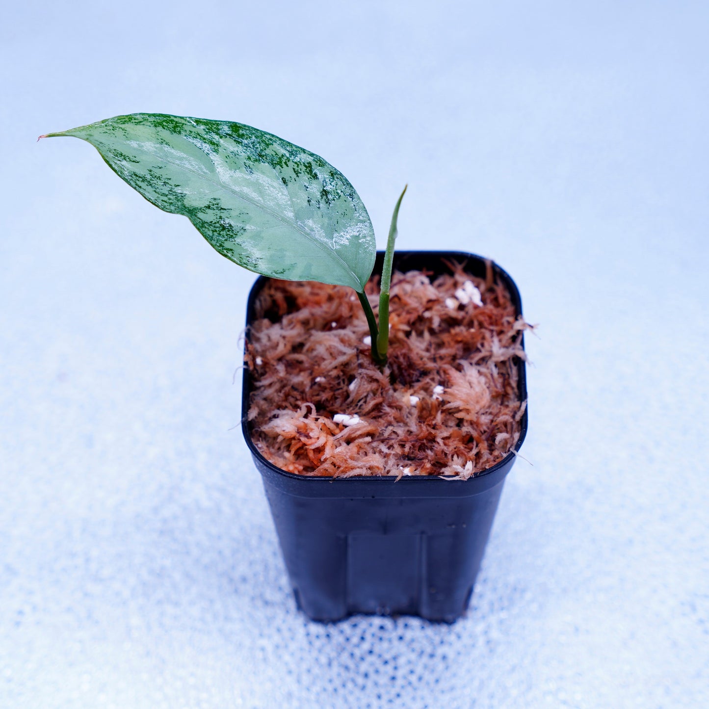 <オリジナル>Aglaonema Pictum Aceh Multicolor UND “HARVEY”