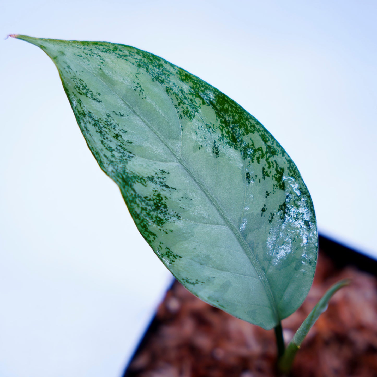 <オリジナル>Aglaonema Pictum Aceh Multicolor UND “HARVEY”