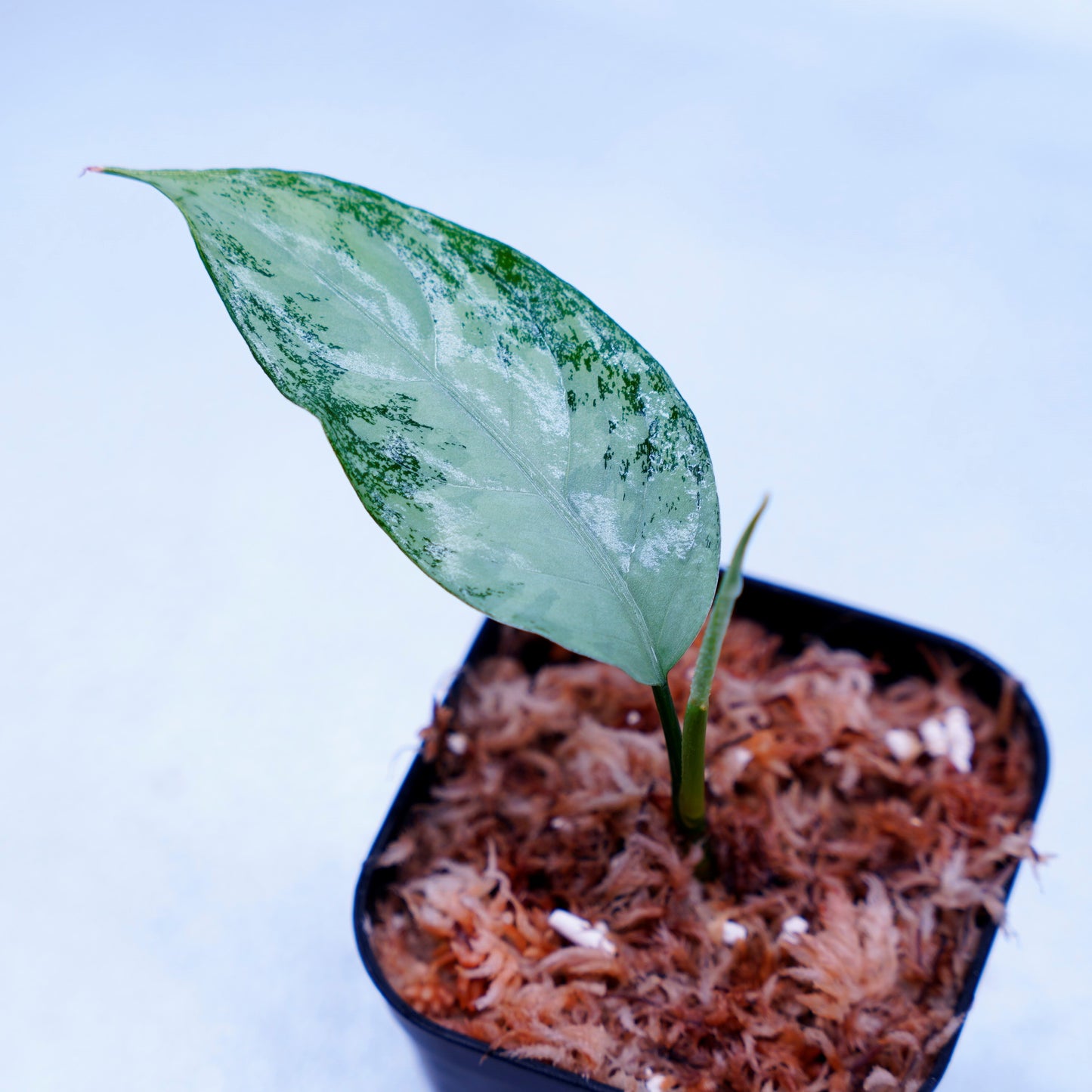 <オリジナル>Aglaonema Pictum Aceh Multicolor UND “HARVEY”