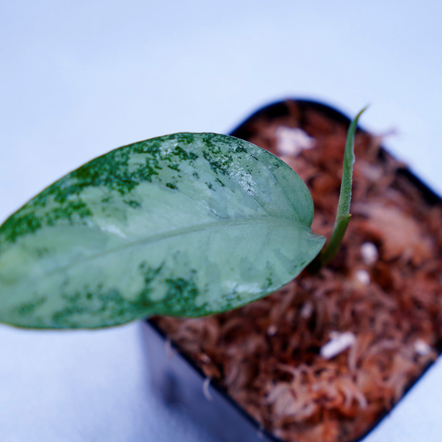 <オリジナル>Aglaonema Pictum Aceh Multicolor UND “HARVEY”