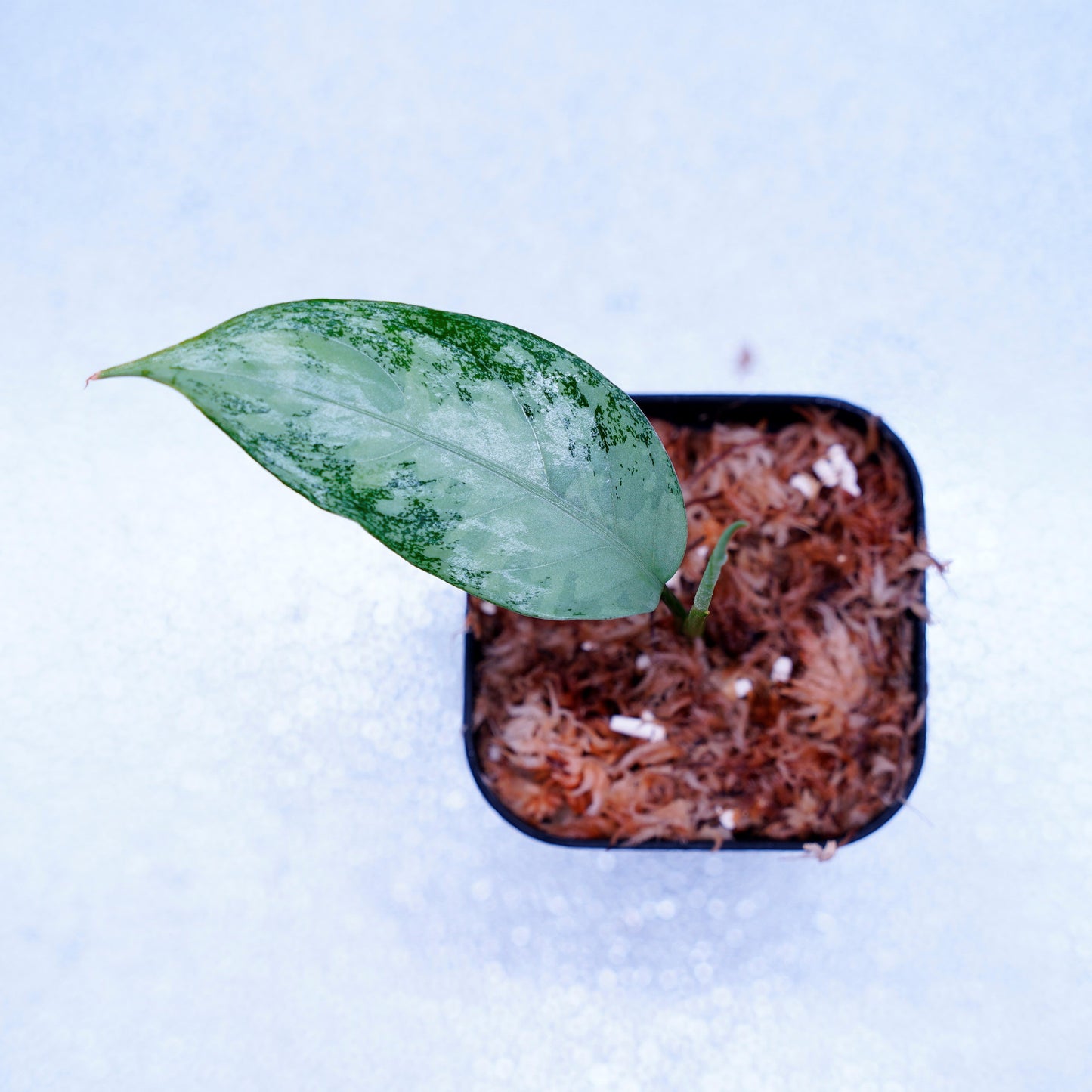 <オリジナル>Aglaonema Pictum Aceh Multicolor UND “HARVEY”