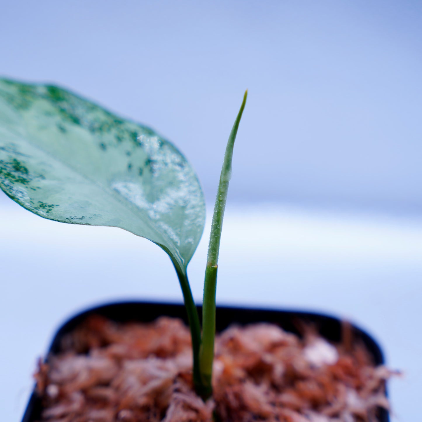 <オリジナル>Aglaonema Pictum Aceh Multicolor UND “HARVEY”