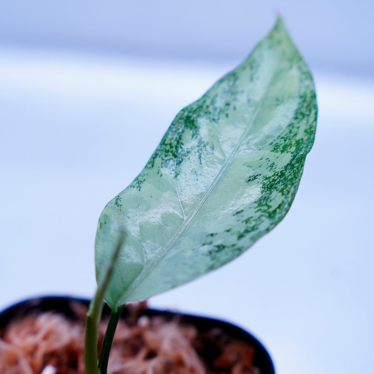 <オリジナル>Aglaonema Pictum Aceh Multicolor UND “HARVEY”