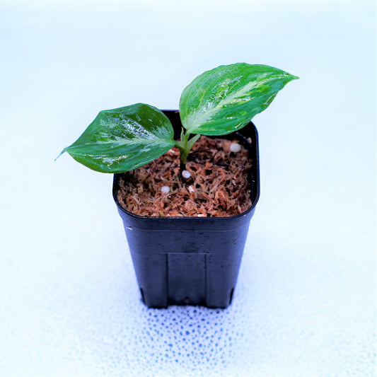 <ANG便>Aglaonema Pictum Multicolor ”Model-Eha” From Pulau Nias