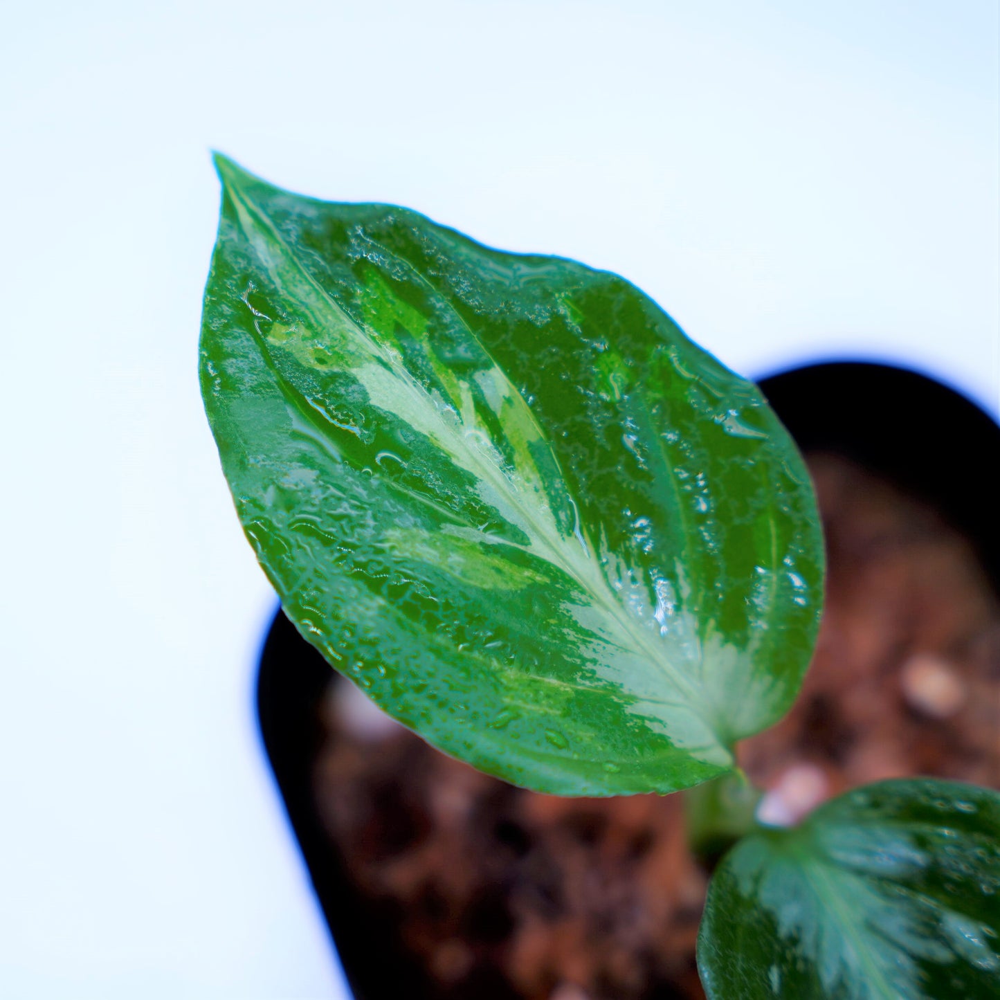 <ANG便>Aglaonema Pictum Multicolor ”Model-Eha” From Pulau Nias