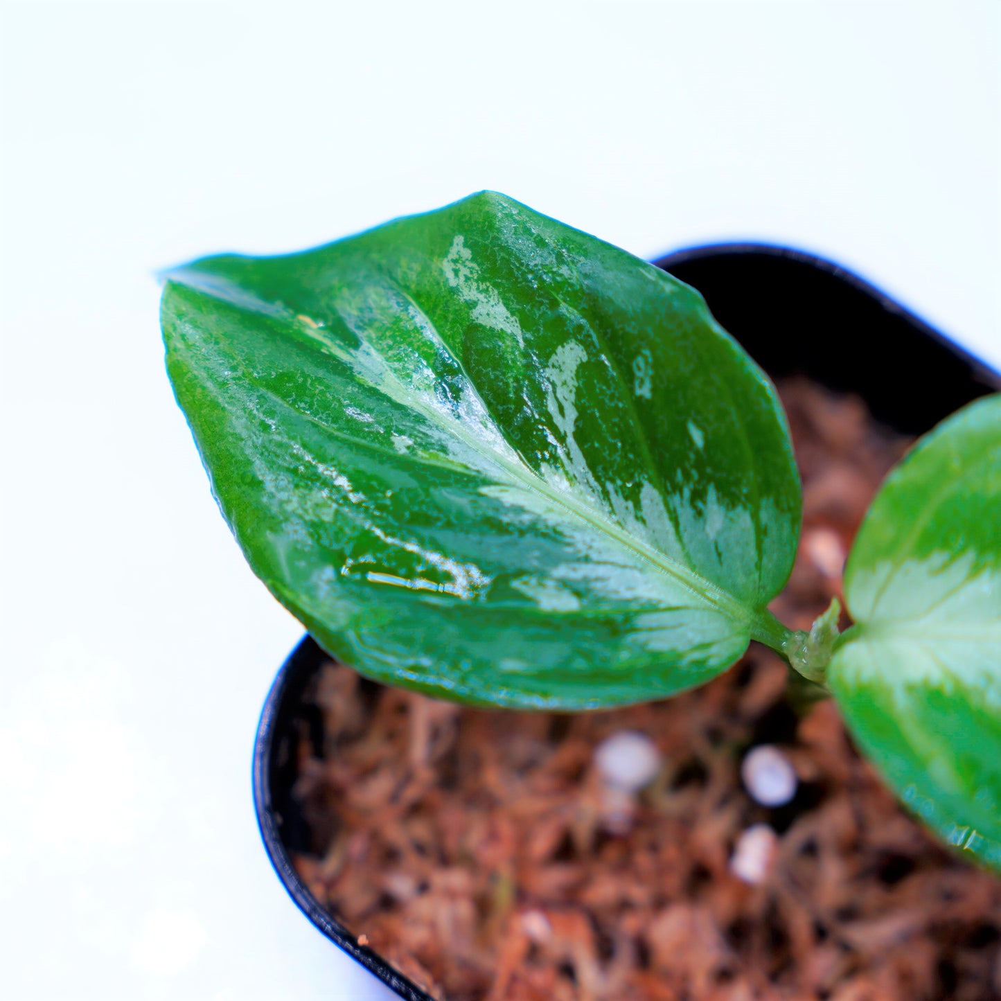 <ANG便>Aglaonema Pictum Multicolor ”Model-Eha” From Pulau Nias
