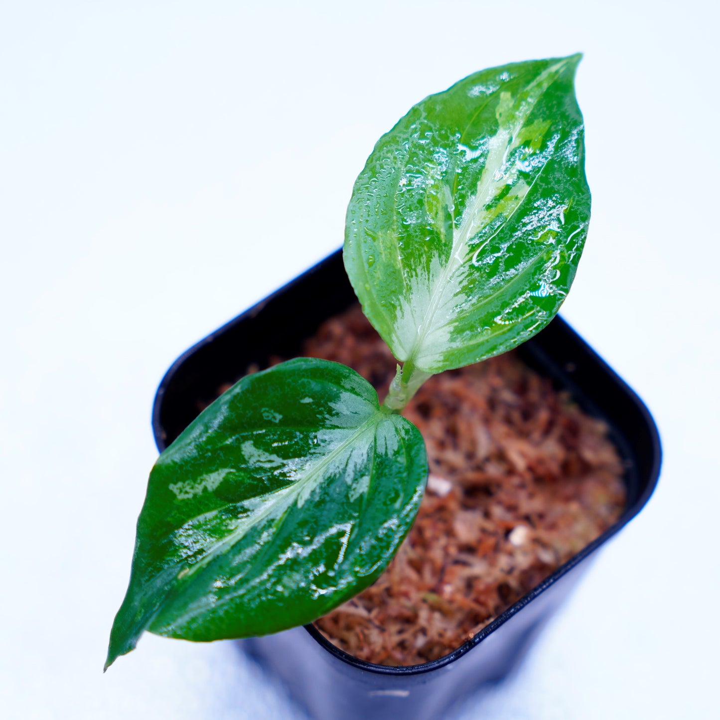 <ANG便>Aglaonema Pictum Multicolor ”Model-Eha” From Pulau Nias