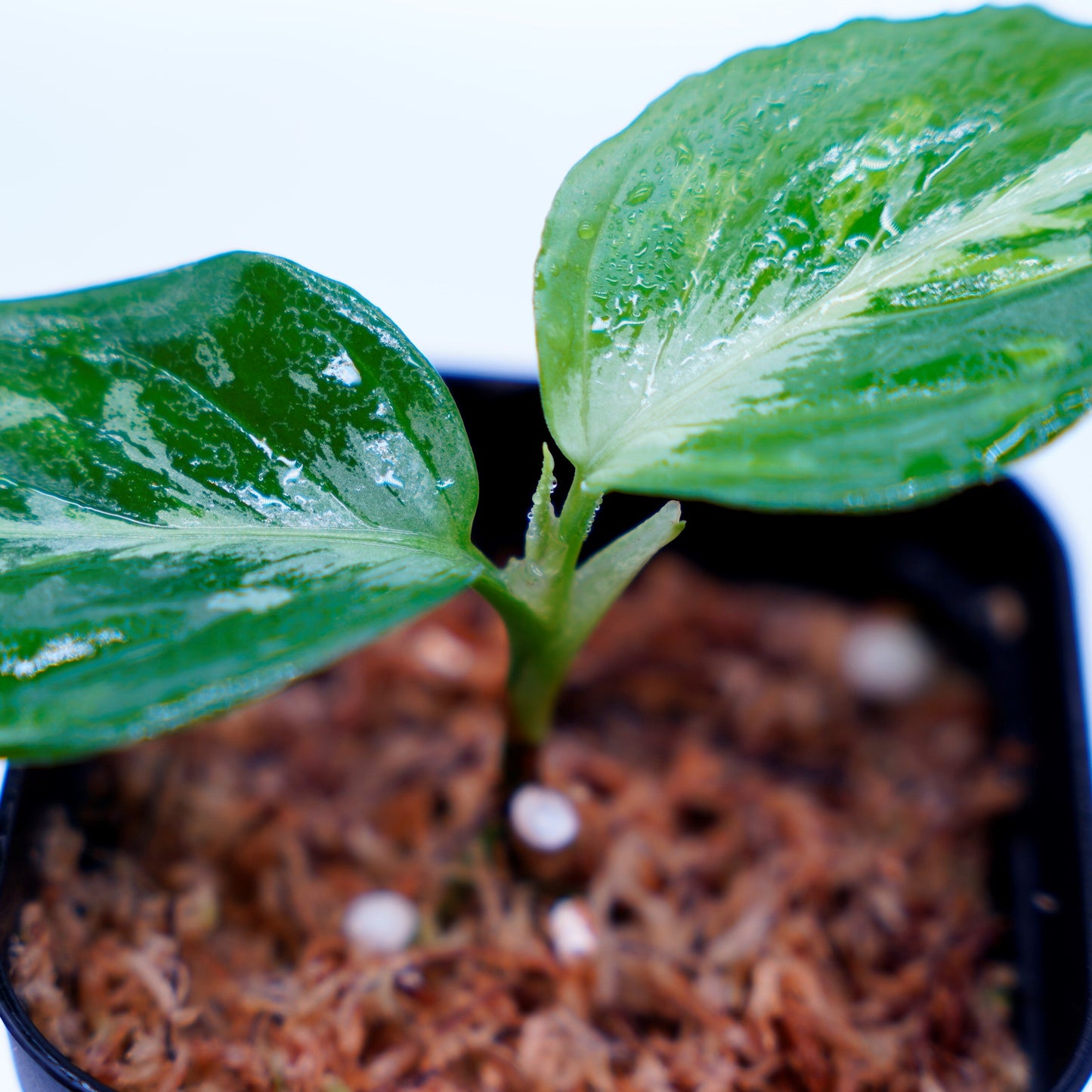 <ANG便>Aglaonema Pictum Multicolor ”Model-Eha” From Pulau Nias