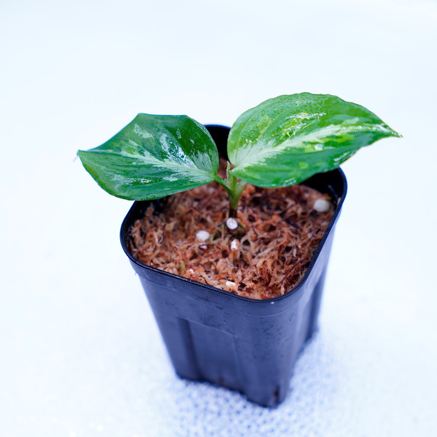 <ANG便>Aglaonema Pictum Multicolor ”Model-Eha” From Pulau Nias