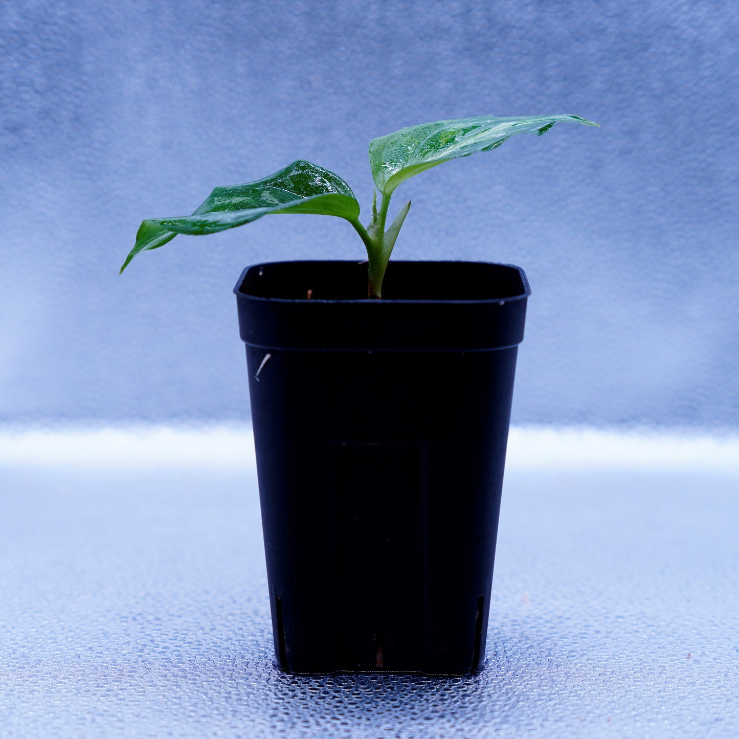 <ANG便>Aglaonema Pictum Multicolor ”Model-Eha” From Pulau Nias