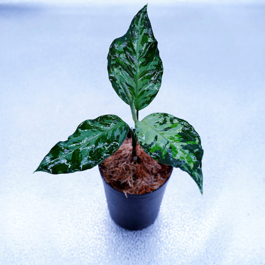 <TZ便>Aglaonema Pictum Aceh Tricolor【T-020519-b-x-2】