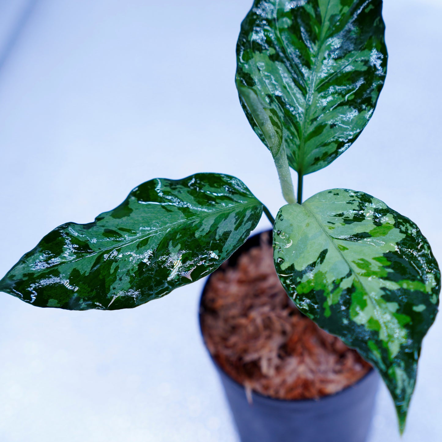 <TZ便>Aglaonema Pictum Aceh Tricolor【T-020519-b-x-2】