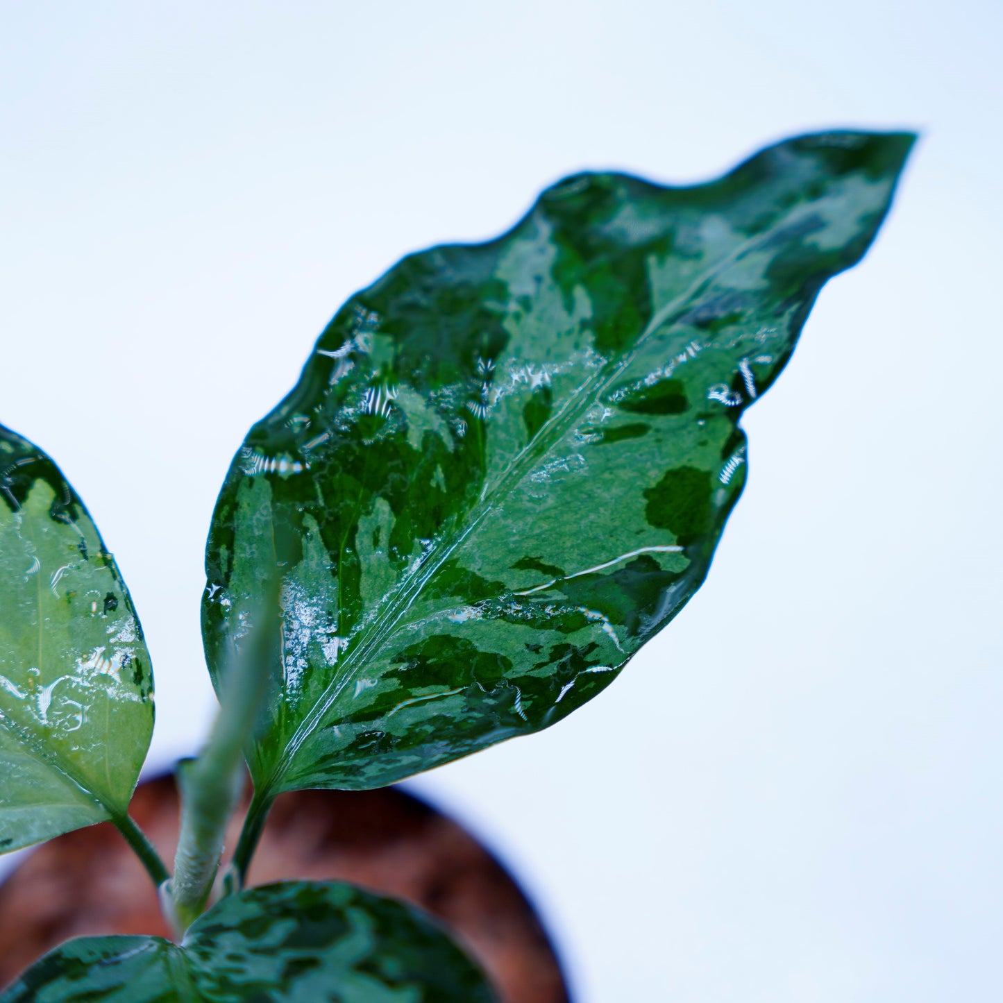<TZ便>Aglaonema Pictum Aceh Tricolor【T-020519-b-x-2】