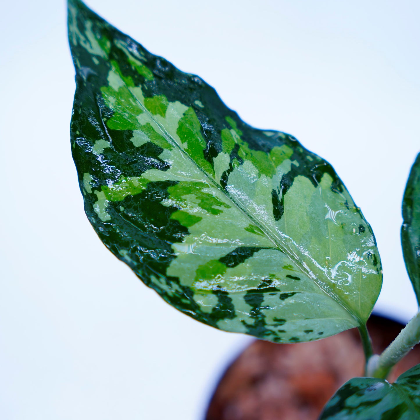 <TZ便>Aglaonema Pictum Aceh Tricolor【T-020519-b-x-2】