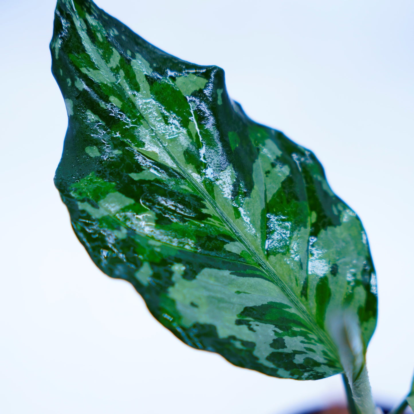 <TZ便>Aglaonema Pictum Aceh Tricolor【T-020519-b-x-2】