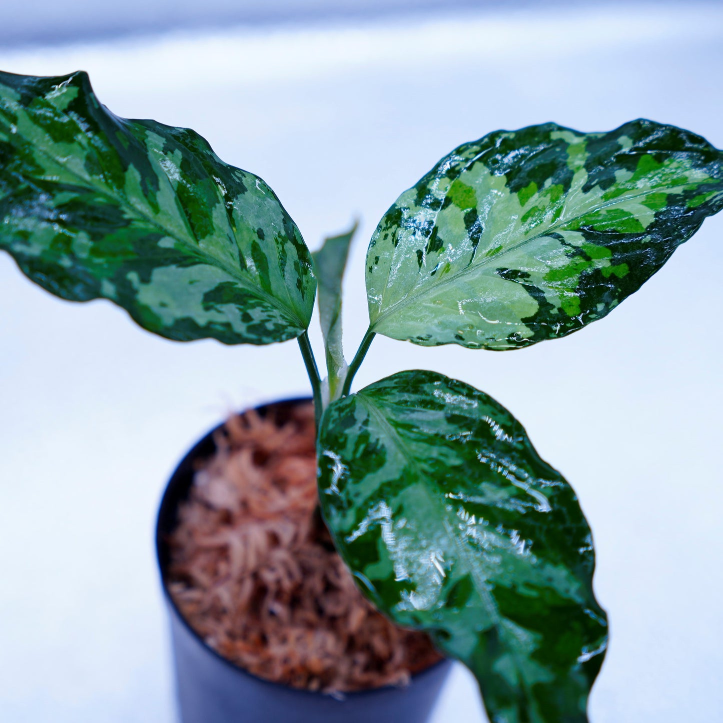 <TZ便>Aglaonema Pictum Aceh Tricolor【T-020519-b-x-2】
