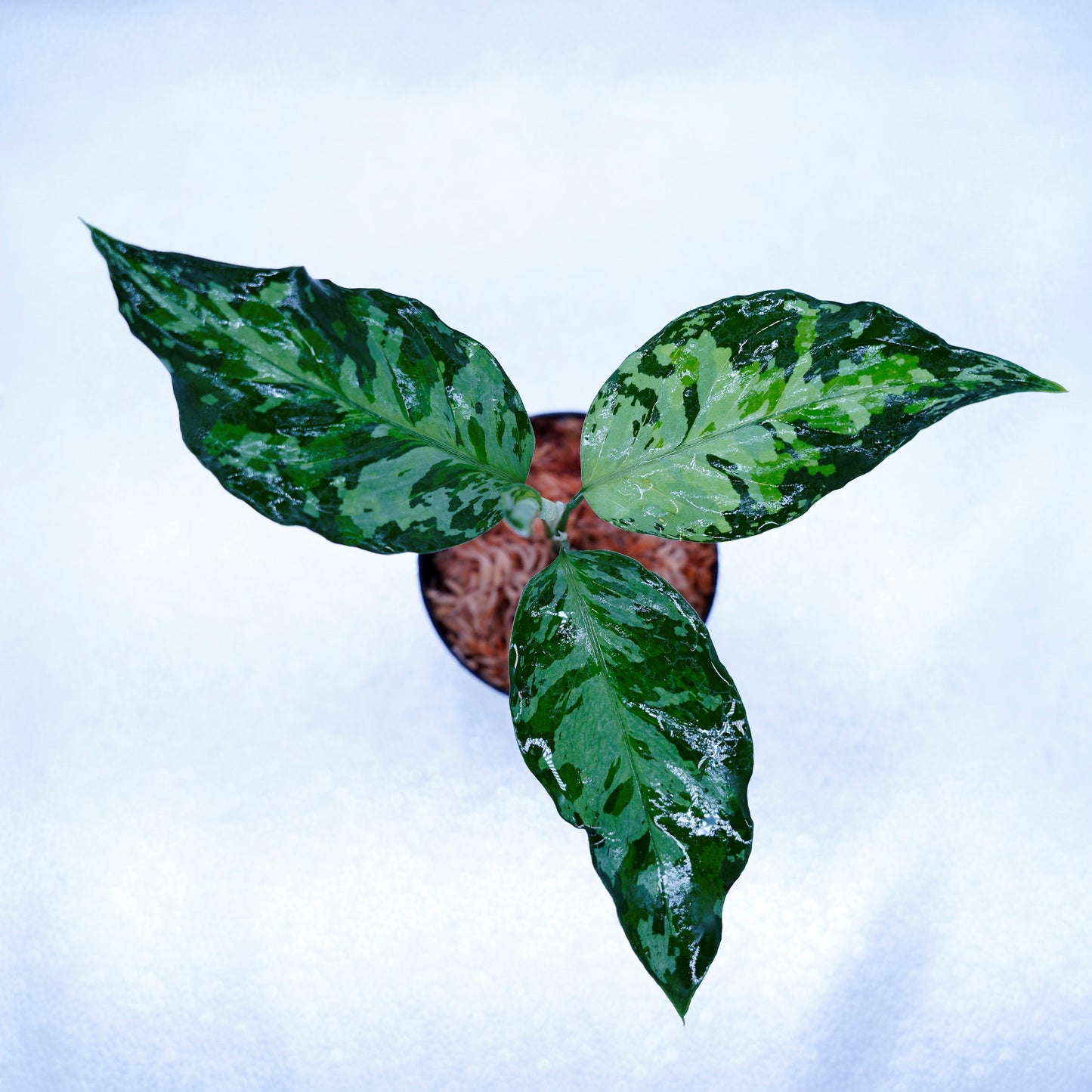 <TZ便>Aglaonema Pictum Aceh Tricolor【T-020519-b-x-2】
