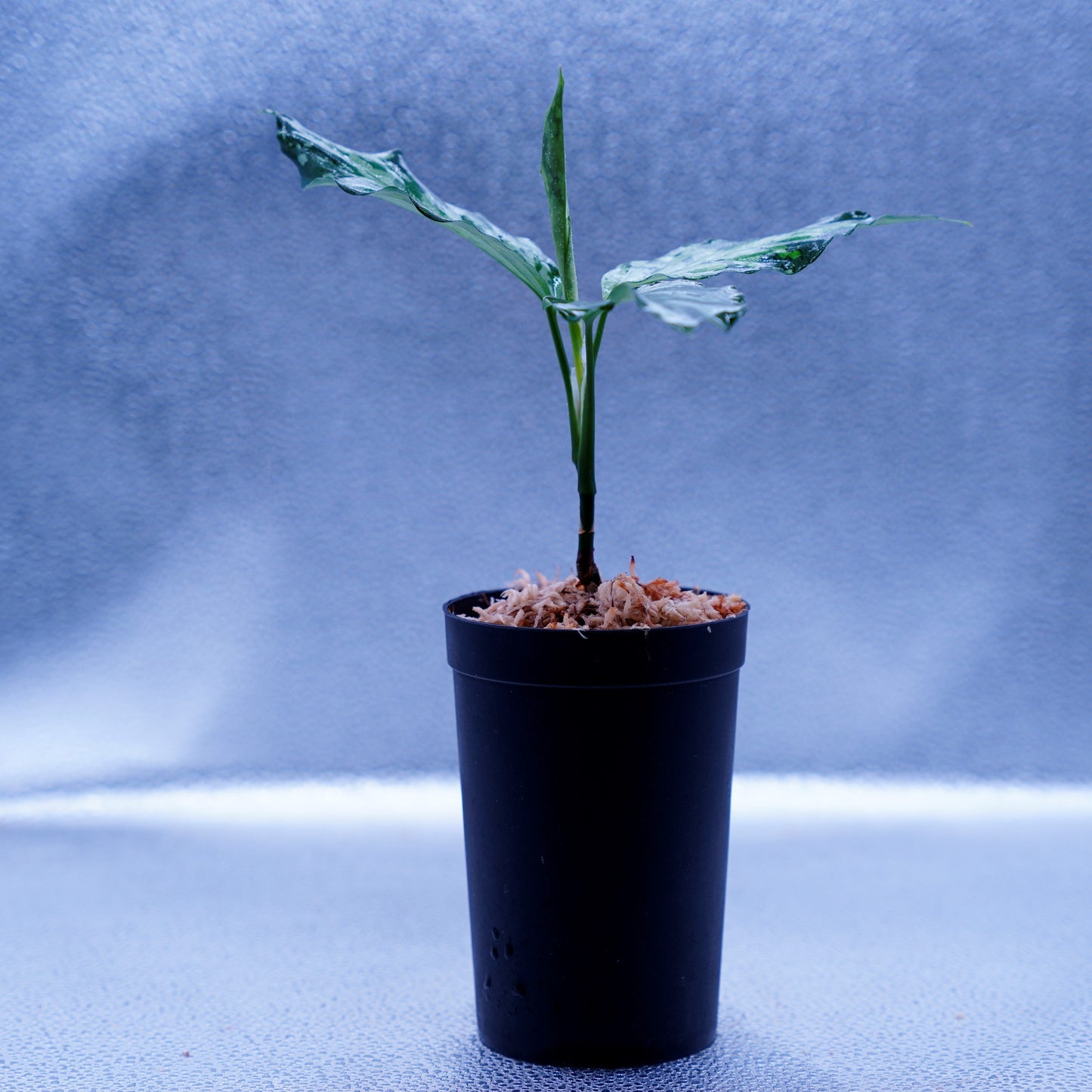 <TZ便>Aglaonema Pictum Aceh Tricolor【T-020519-b-x-2】