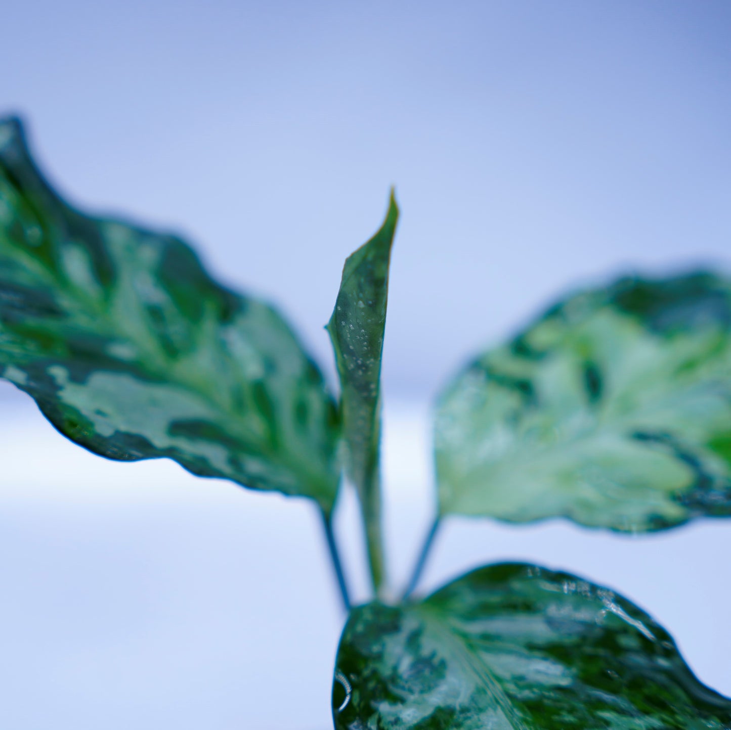 <TZ便>Aglaonema Pictum Aceh Tricolor【T-020519-b-x-2】
