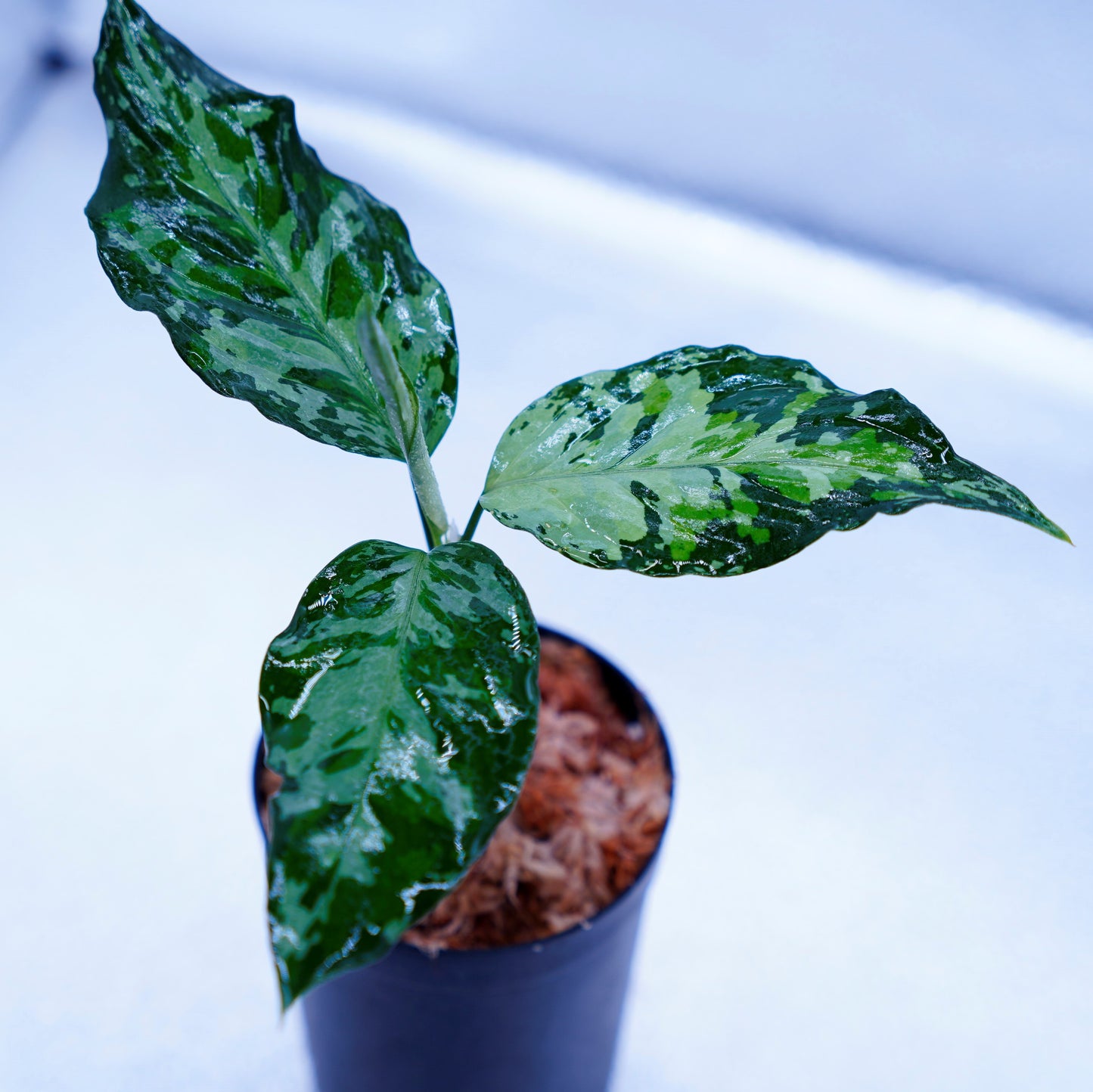 <TZ便>Aglaonema Pictum Aceh Tricolor【T-020519-b-x-2】