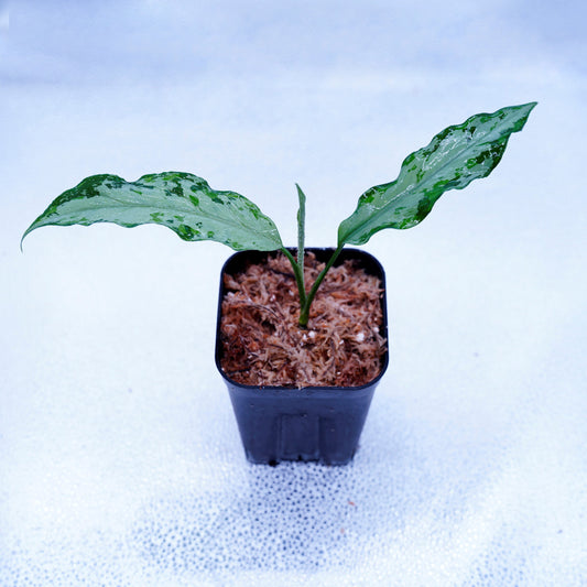 <TZ便>Aglaonema Pictum Aceh Multicolor【T-131220-b-6】