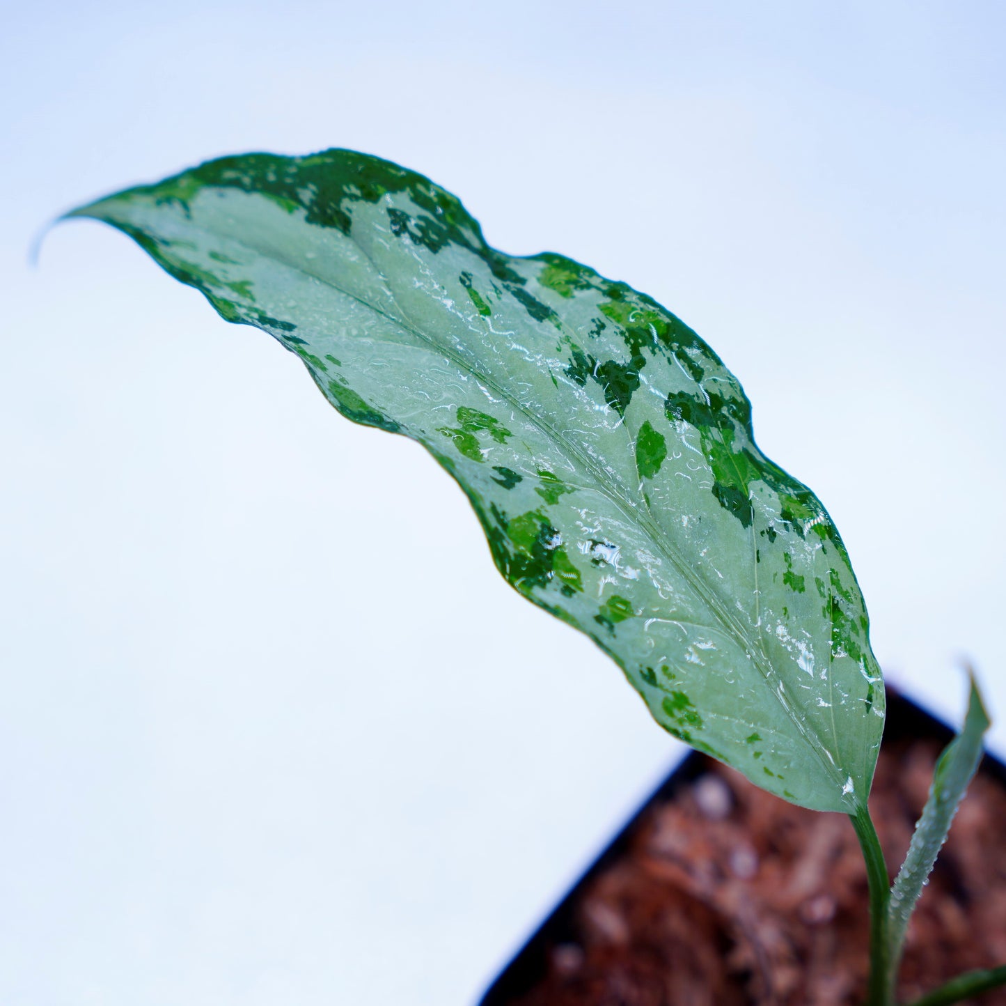 <TZ便>Aglaonema Pictum Aceh Multicolor【T-131220-b-6】