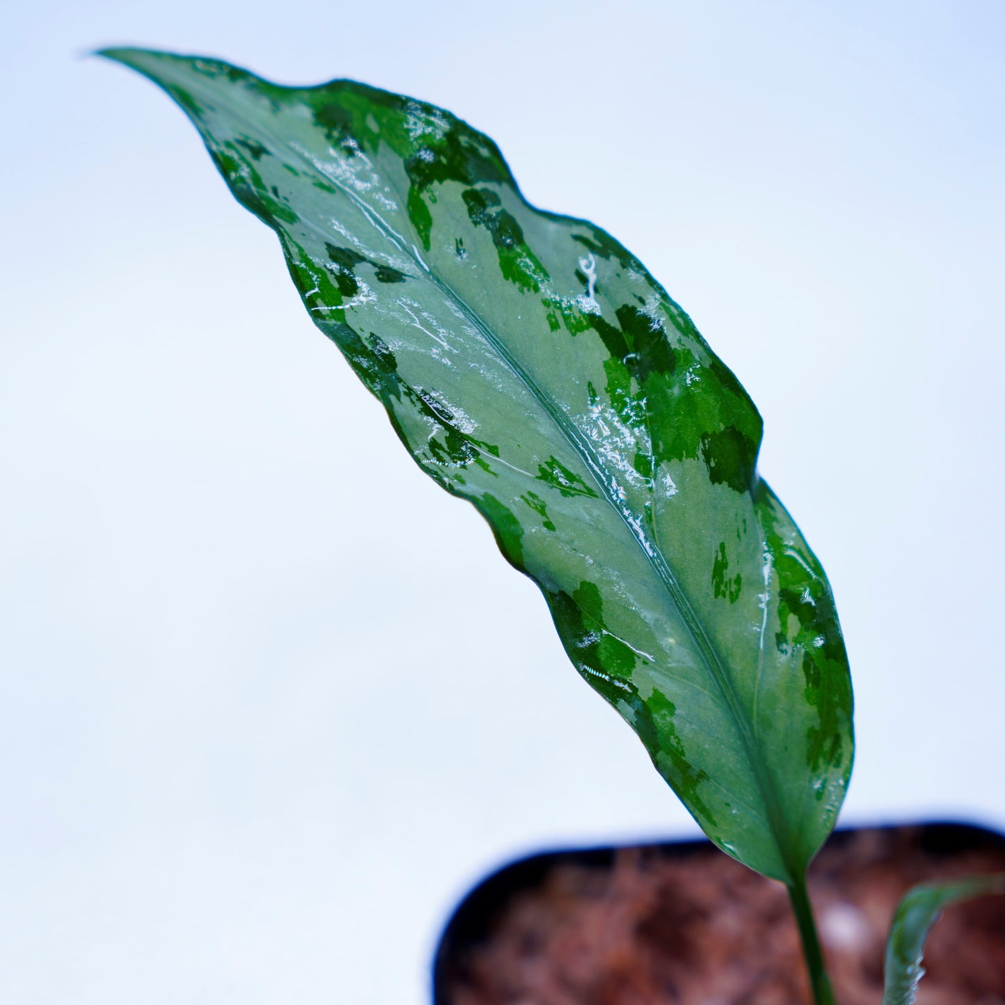 <TZ便>Aglaonema Pictum Aceh Multicolor【T-131220-b-6】