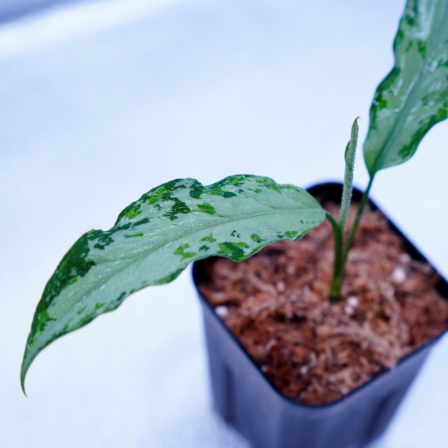 <TZ便>Aglaonema Pictum Aceh Multicolor【T-131220-b-6】