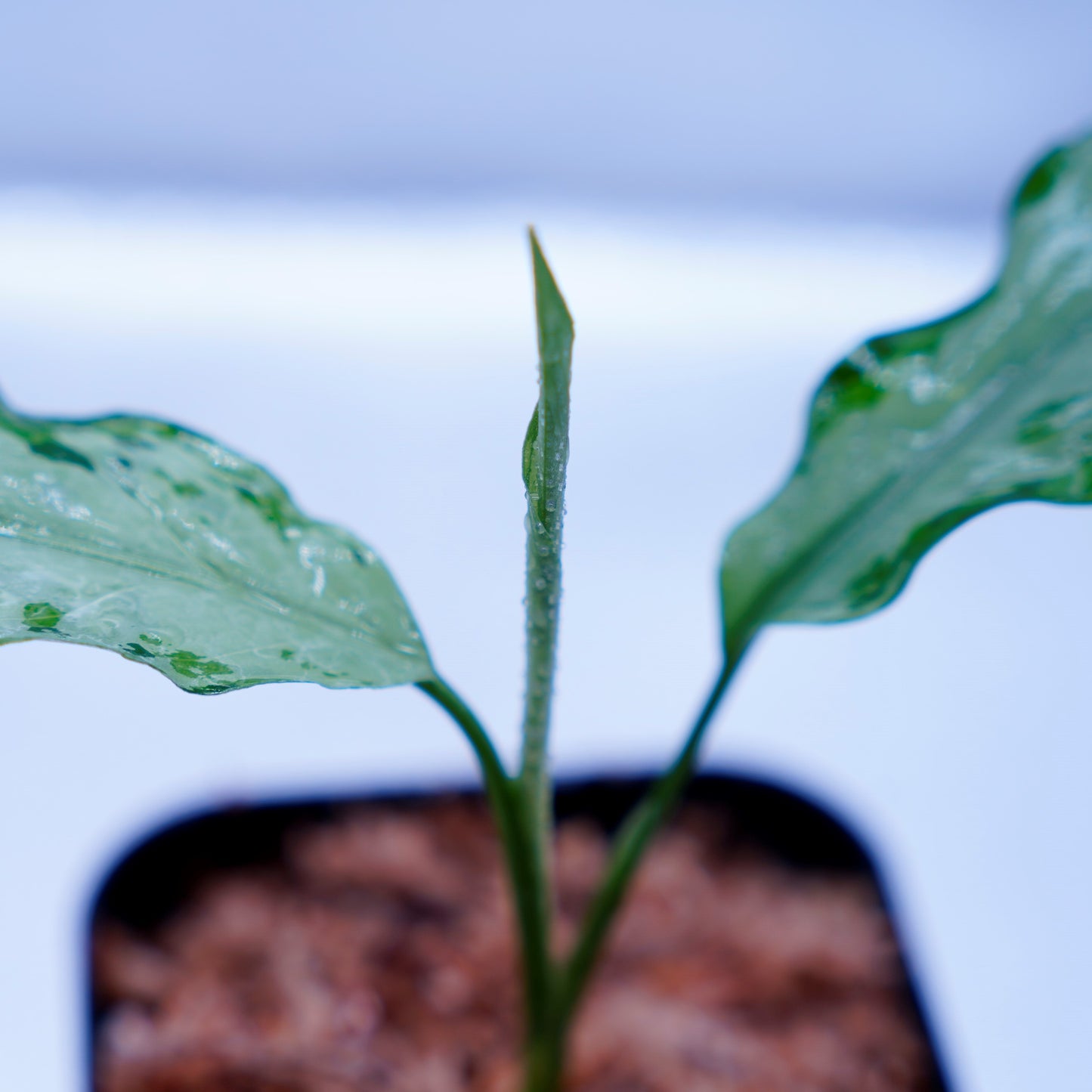<TZ便>Aglaonema Pictum Aceh Multicolor【T-131220-b-6】