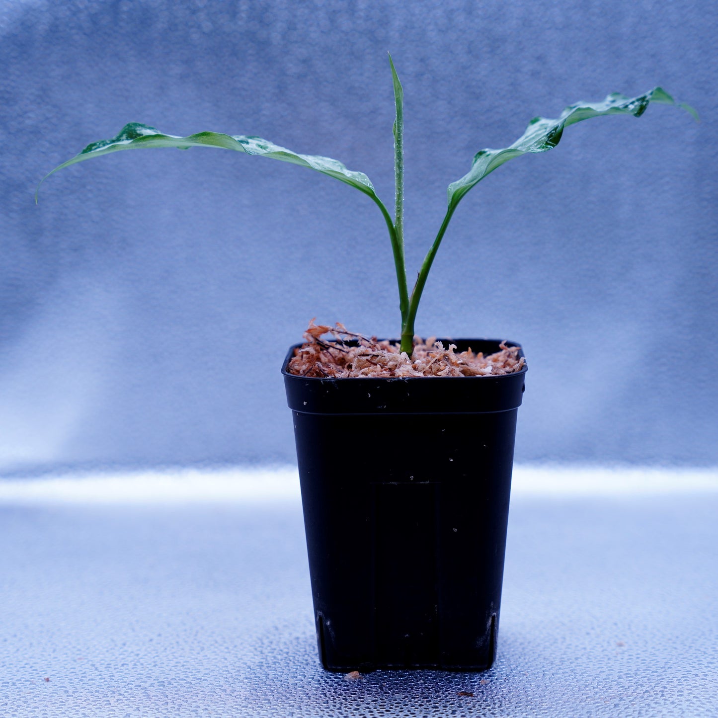 <TZ便>Aglaonema Pictum Aceh Multicolor【T-131220-b-6】