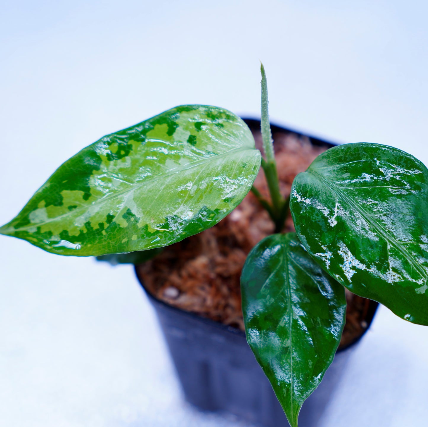 <TZ便>Aglaonema Pictum Aceh Tricolor【T-031019-b-x】