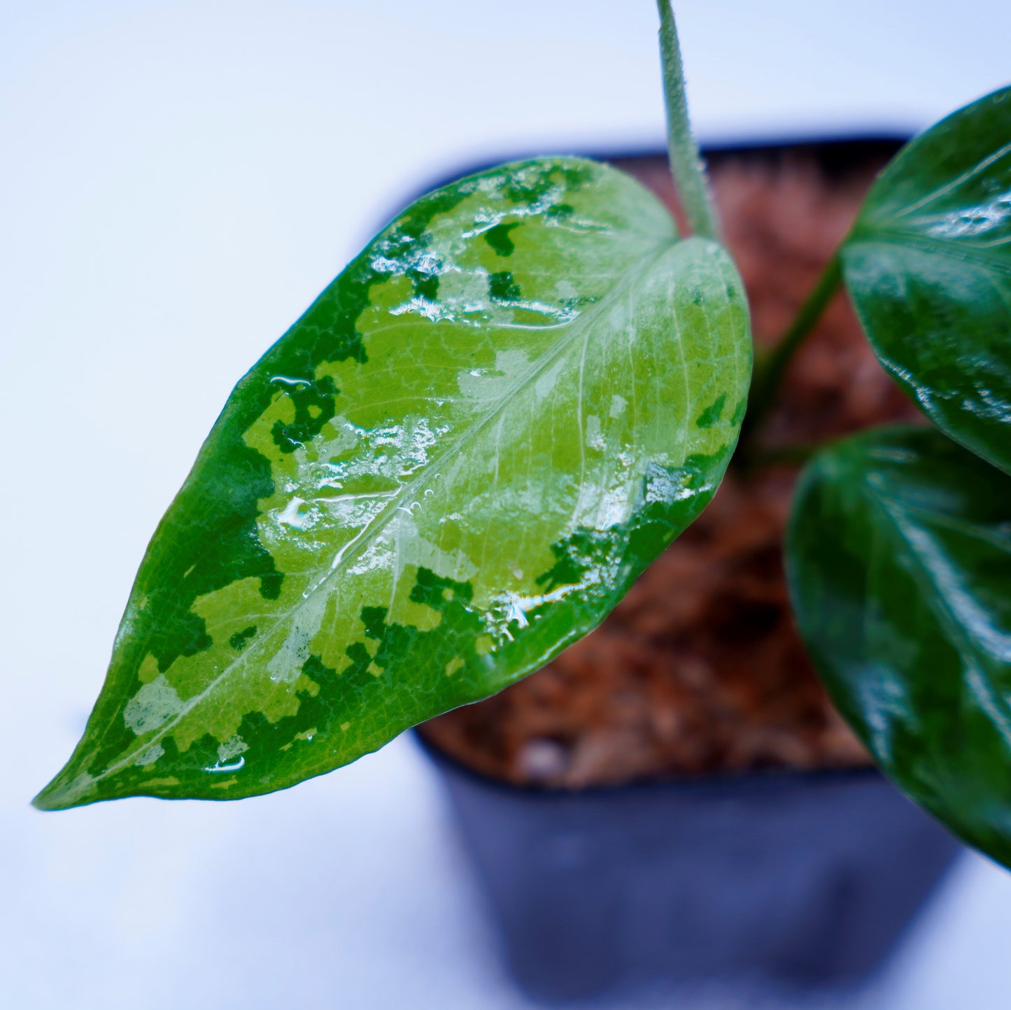 <TZ便>Aglaonema Pictum Aceh Tricolor【T-031019-b-x】
