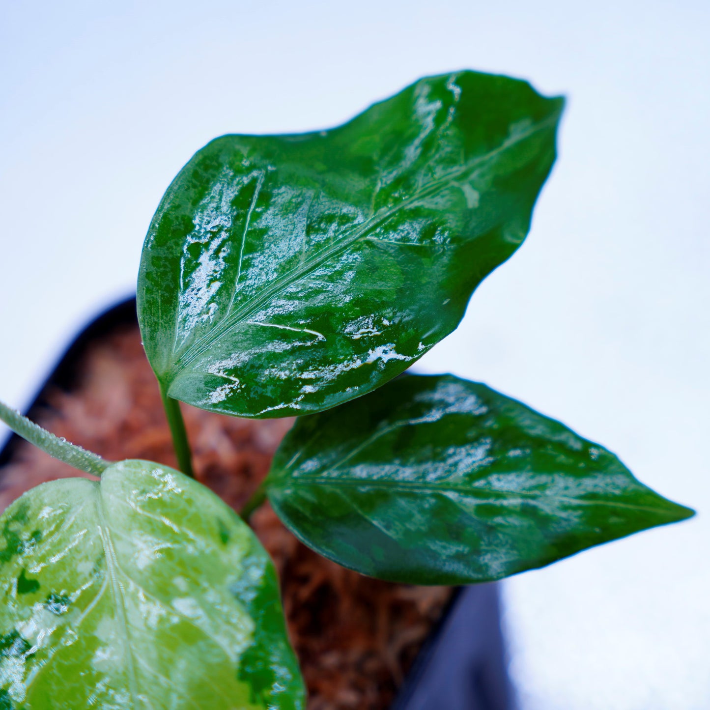 <TZ便>Aglaonema Pictum Aceh Tricolor【T-031019-b-x】
