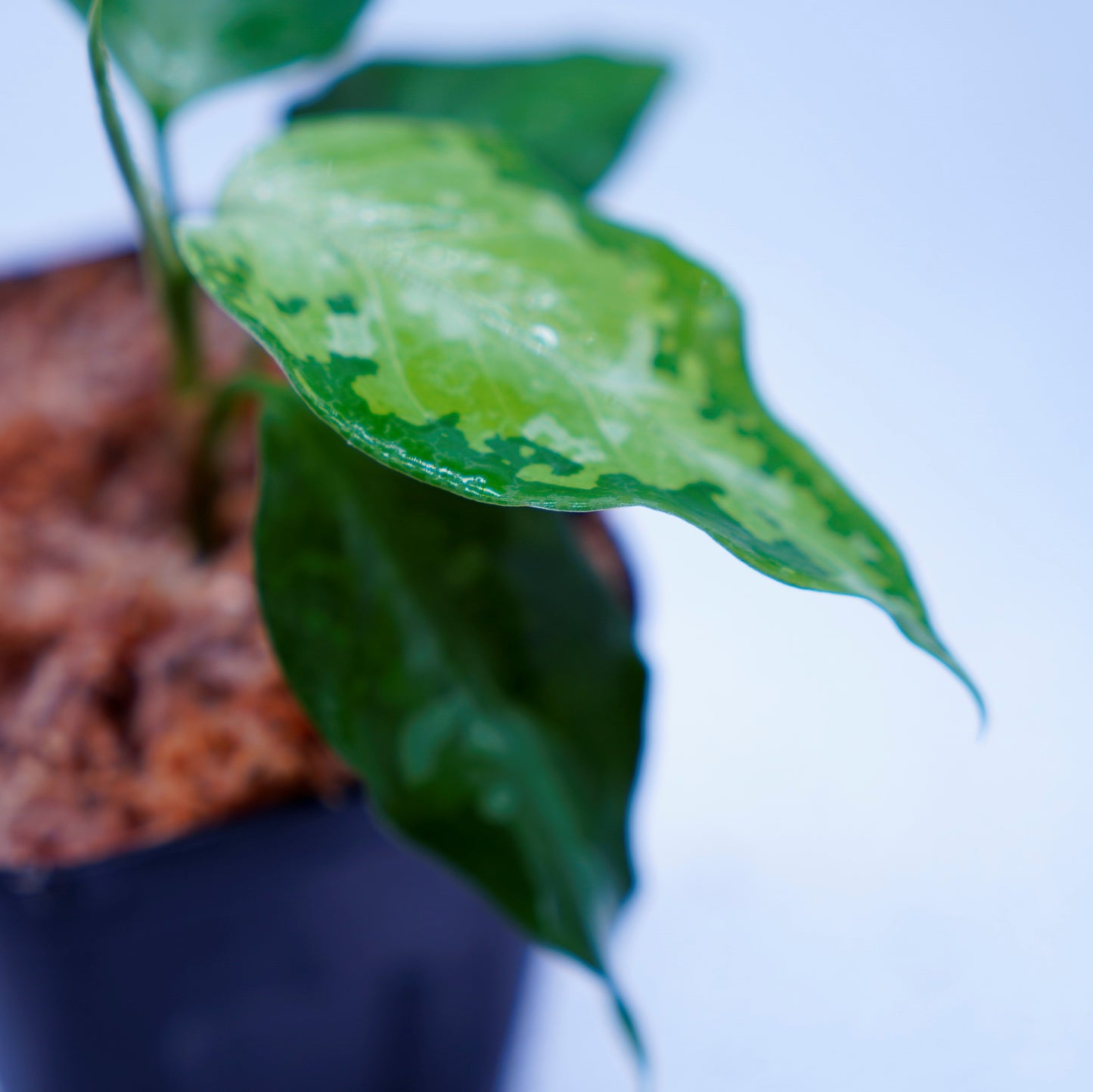 <TZ便>Aglaonema Pictum Aceh Tricolor【T-031019-b-x】