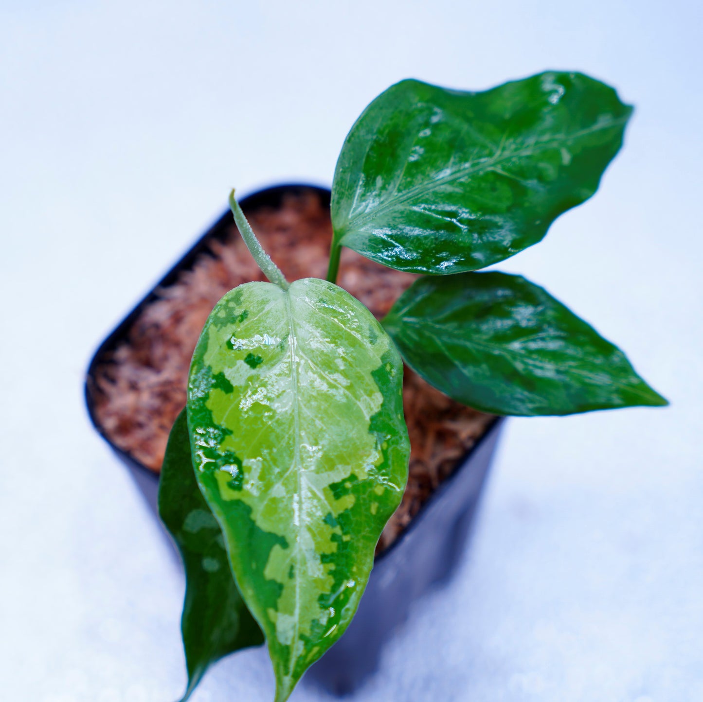 <TZ便>Aglaonema Pictum Aceh Tricolor【T-031019-b-x】