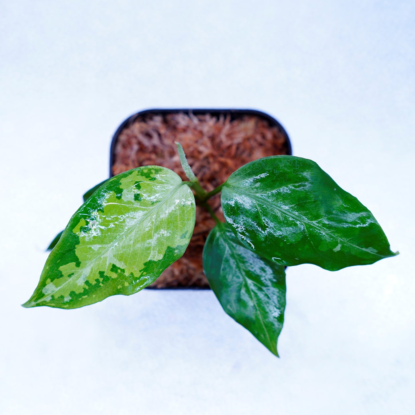 <TZ便>Aglaonema Pictum Aceh Tricolor【T-031019-b-x】